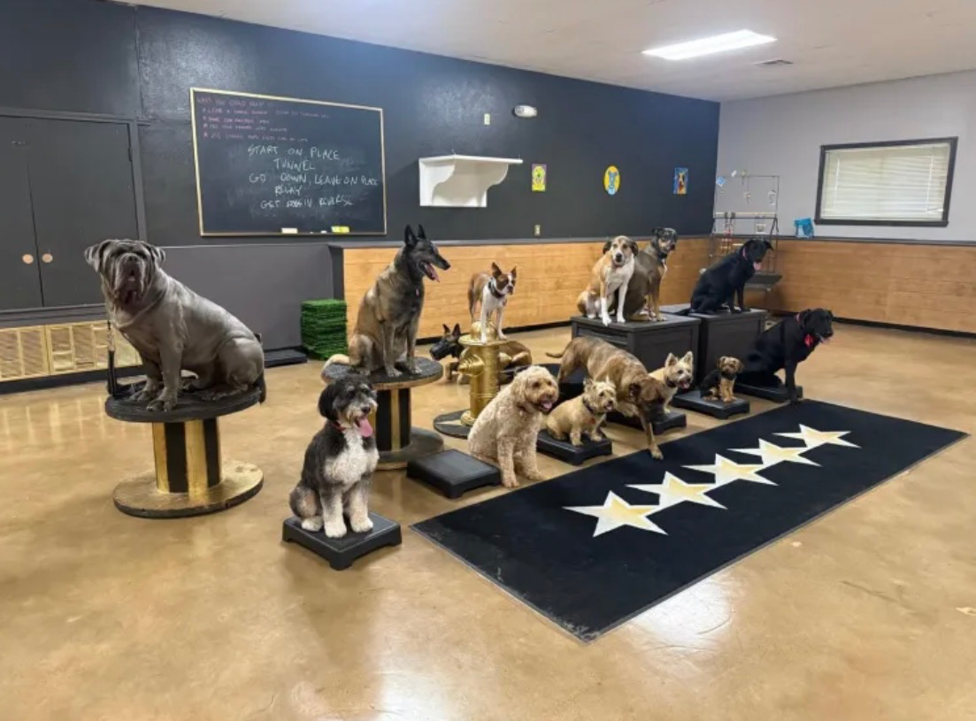 Business profile photo for 5 Star Dog Training OKC