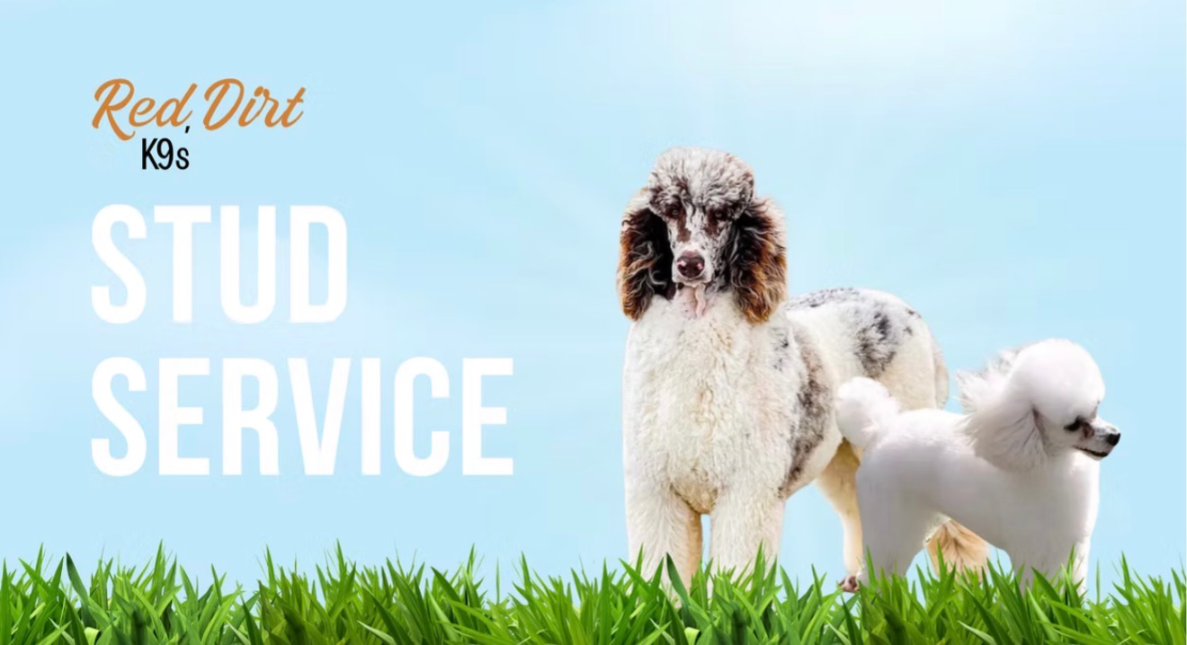Business profile photo for Red Dirt K9s