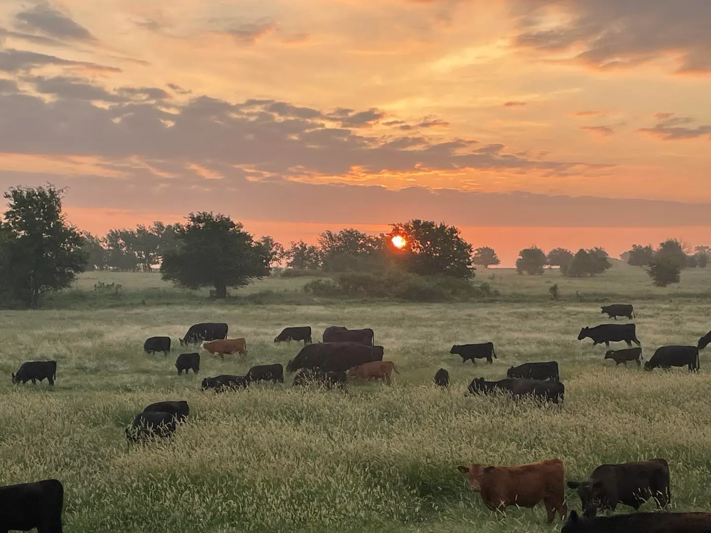 profile photo for Real-Ranch Grass-Fed