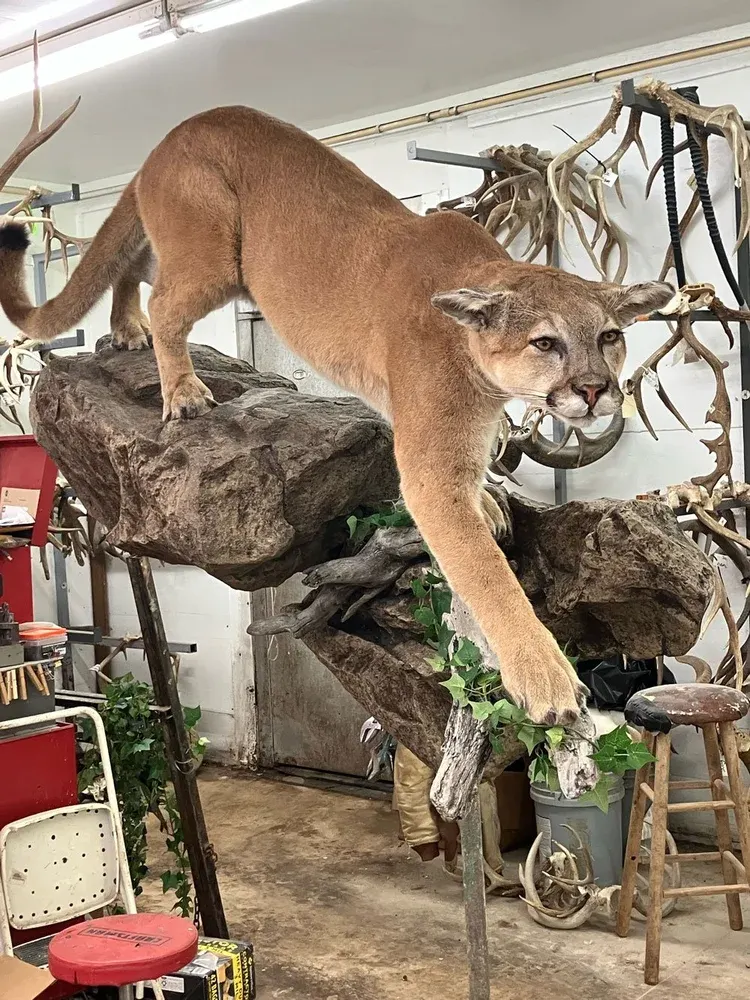 profile photo for Backwoods Taxidermy