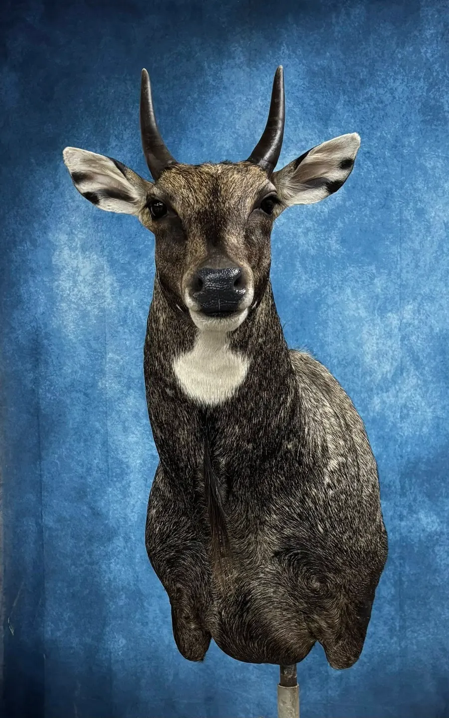 profile photo for Bauman's Taxidermy