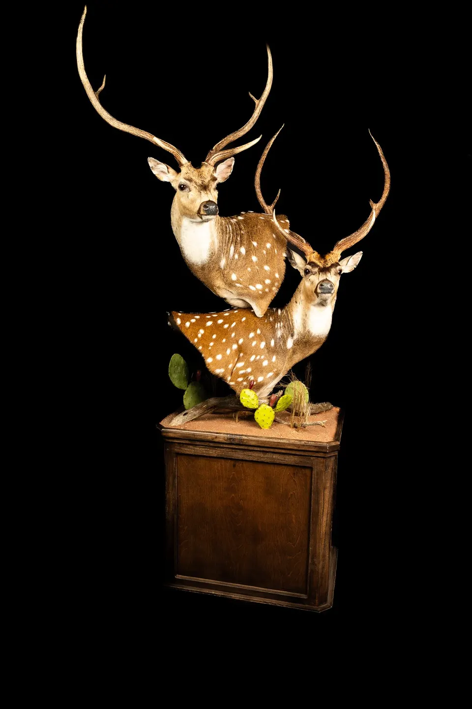 profile photo for Casa De Taxidermy
