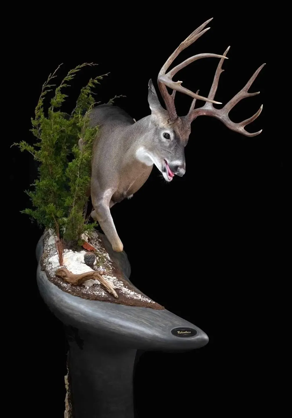 profile photo for Mote's Taxidermy and Wildlife Artistry
