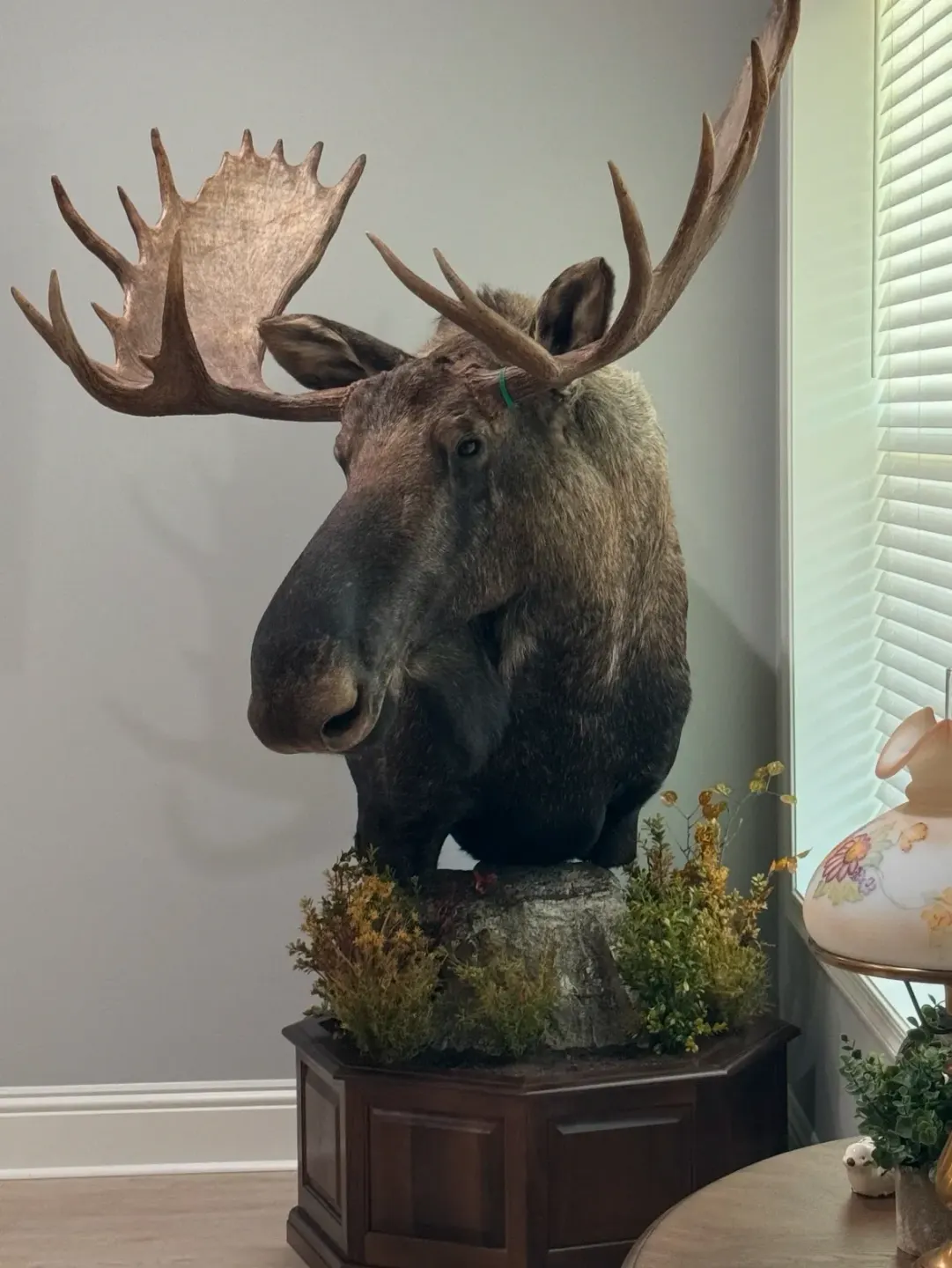 profile photo for Mullings Taxidermy
