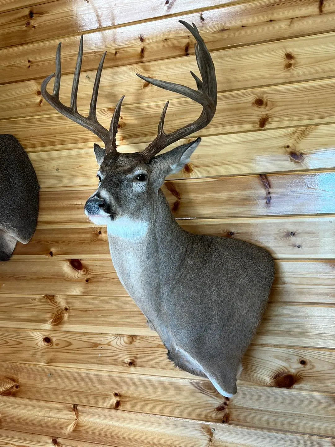 profile photo for Oklahoma Taxidermy Studio