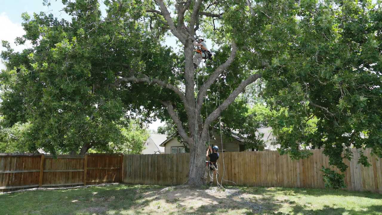 Featured image for How to Choose the Best Tree Service in Norman, OK (2026 Guide)